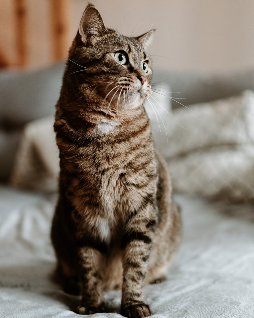 photographer cat